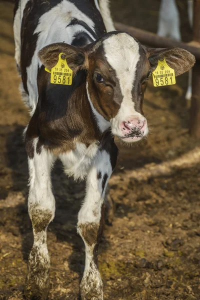 Cow farm — Stock Photo, Image