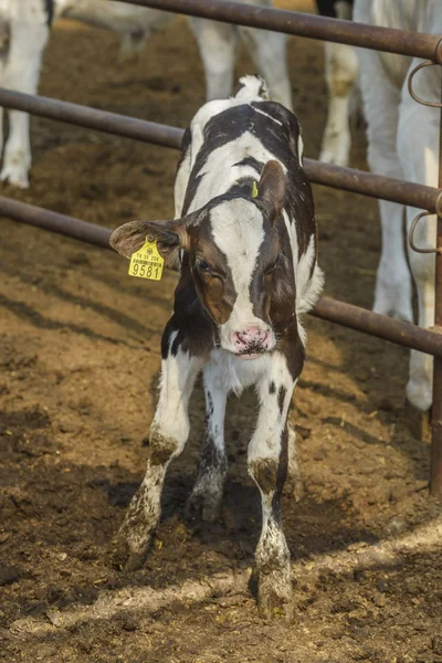 Cow farm — Stock Photo, Image