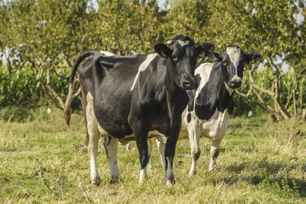 ฟาร์มวัว — ภาพถ่ายสต็อก