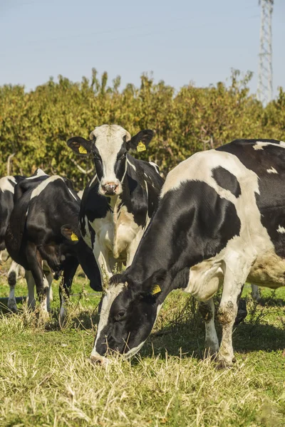 Cow farm — Stock Photo, Image