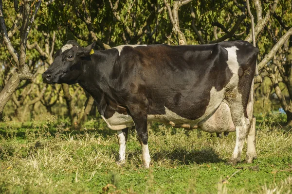 Cow farm — Stock Photo, Image