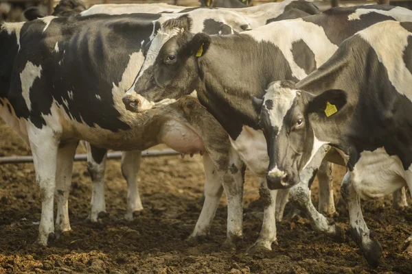 Cow farm — Stock Photo, Image