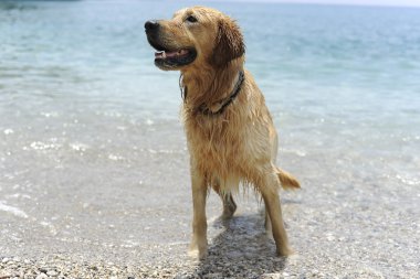 golden retriever suya atlama