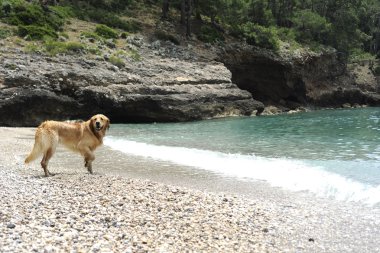 golden retriever suya atlama