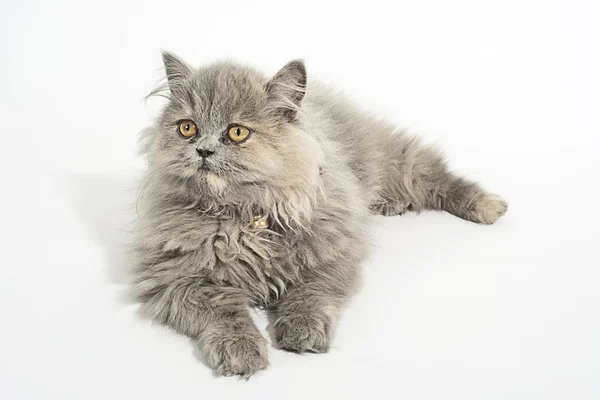 Gray cat — Stock Photo, Image