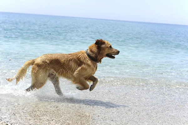 Golden retriever salta in acqua — Foto Stock