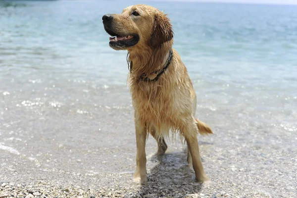 Złoty pies myśliwski, skoki w wodzie — Zdjęcie stockowe