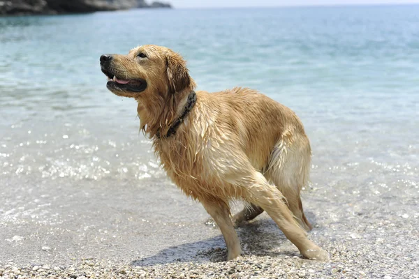 Golden retriever saltando al agua —  Fotos de Stock