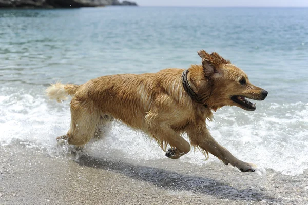 Golden retriever salta in acqua — Foto Stock