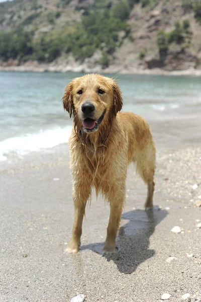 Golden retriever saltando al agua — Foto de Stock