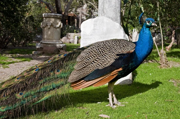 Peacock — Stock Photo, Image