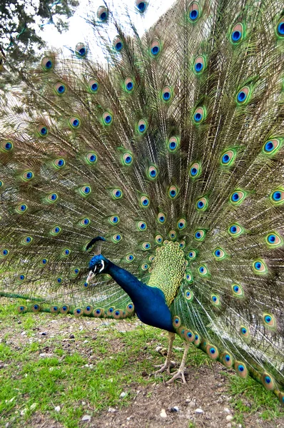 Pavão — Fotografia de Stock