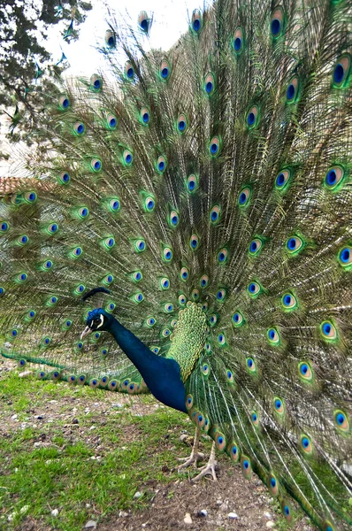 Peacock — Stock Photo, Image