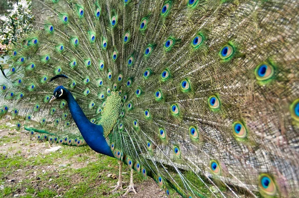 Peacock — Stock Photo, Image