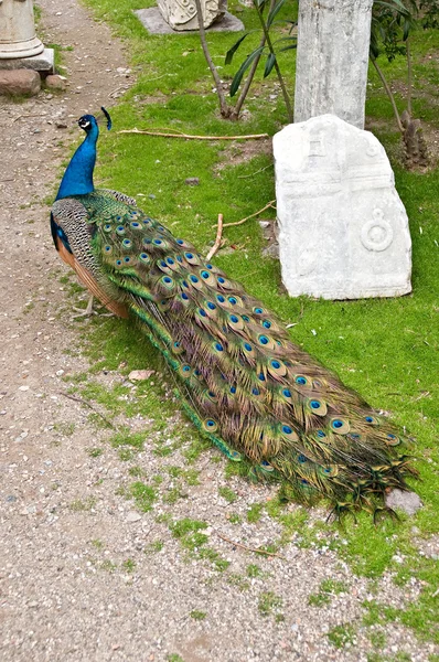 Peacock — Stock Photo, Image