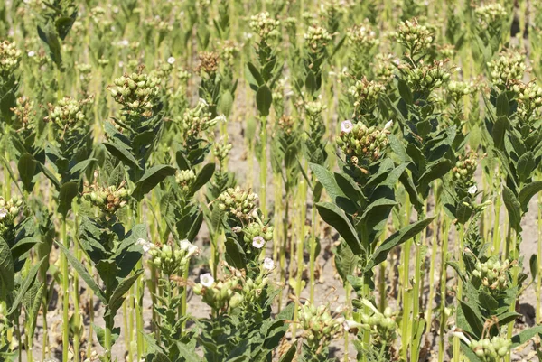 Tobaksblad — Stockfoto