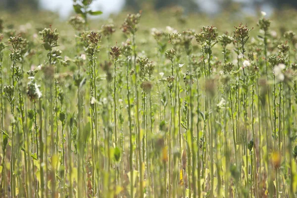 Tobaksblad — Stockfoto