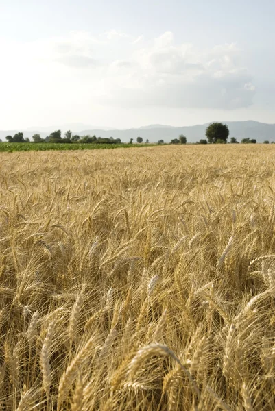 Wheat field — Stock Photo, Image