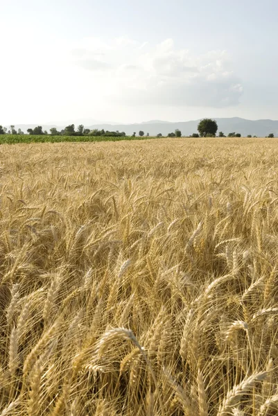 Wheat field — Stock Photo, Image