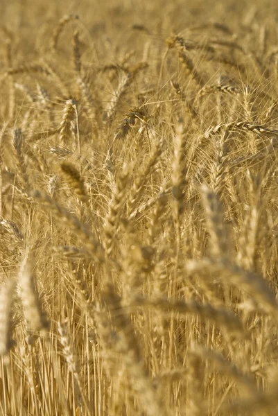 Campo di grano — Foto Stock