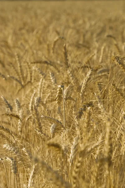 Wheat field — Stock Photo, Image