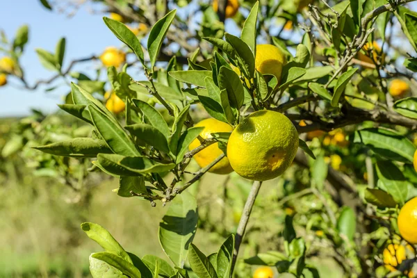 Naranjas de mandarina —  Fotos de Stock