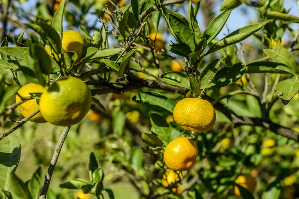 Mandarynkowe pomarańcze — Zdjęcie stockowe