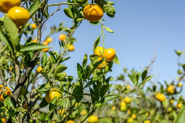 Mandarynkowe pomarańcze — Zdjęcie stockowe