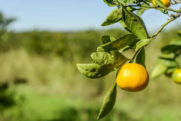 Naranjas de mandarina —  Fotos de Stock