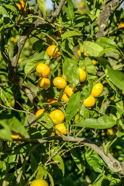 Naranjas de mandarina —  Fotos de Stock