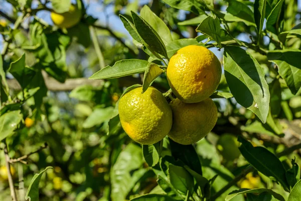 Naranjas de mandarina —  Fotos de Stock