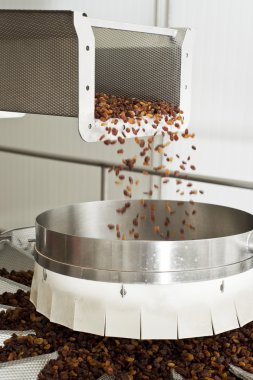 Kuru üzüm kuru üzüm üretim fabrikası ambalajında