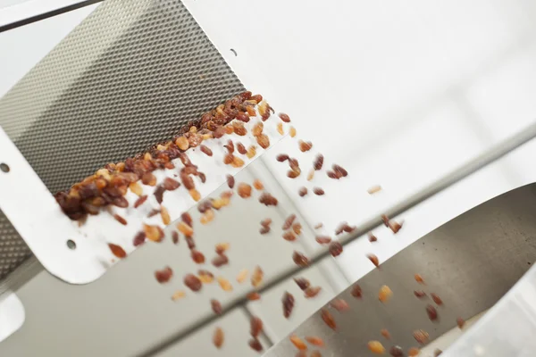 Raisins in raisin production factory packaging — Stock Photo, Image