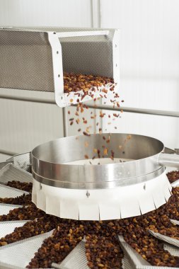 Kuru üzüm kuru üzüm üretim fabrikası ambalajında