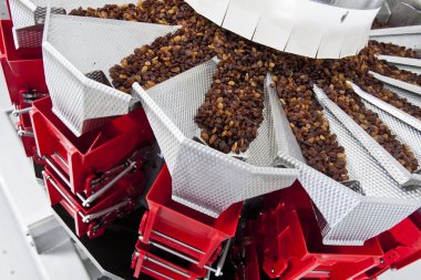 Kuru üzüm kuru üzüm üretim fabrikası ambalajında