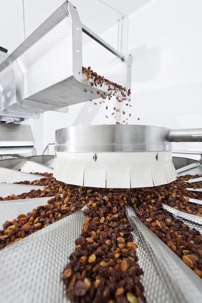 Raisins in raisin production factory packaging — Stock Photo, Image