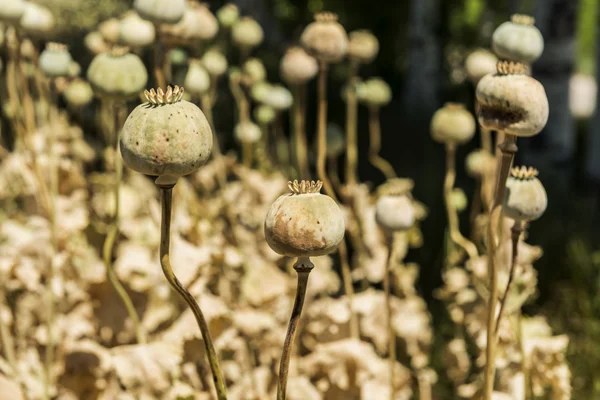 Opiumpapavers — Stockfoto