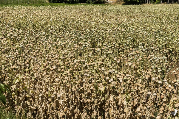 Coquelicots à l'opium — Photo