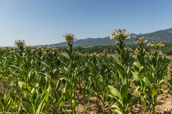 Tobacco field — Stock Photo, Image