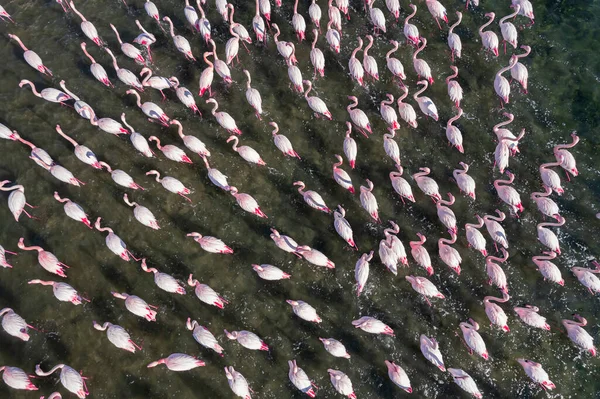 Flamingos Izmir Aerial View Flamingos Texture — Stock Photo, Image
