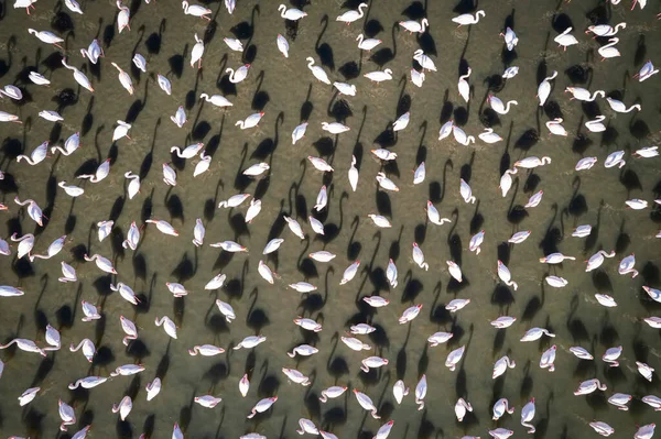 Flamingo Izmir Luchtfoto Flamingo Textuur — Stockfoto