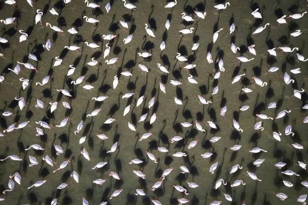 Flamingo Izmir Luchtfoto Flamingo Textuur — Stockfoto