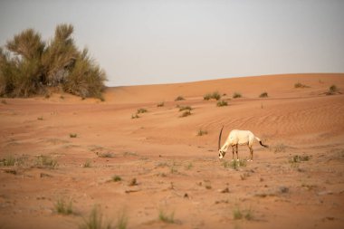 Arap antilobu, Dubai, Birleşik Arap Emirlikleri 'nin kızıl kumlu çöl koruma alanında.