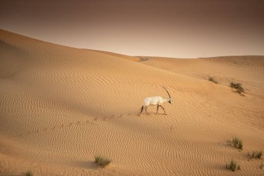 Arap antilobu, Dubai, Birleşik Arap Emirlikleri 'nin kızıl kumlu çöl koruma alanında.