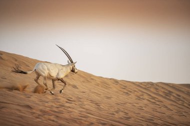 Arap antilobu, Dubai, Birleşik Arap Emirlikleri 'nin kızıl kumlu çöl koruma alanında.