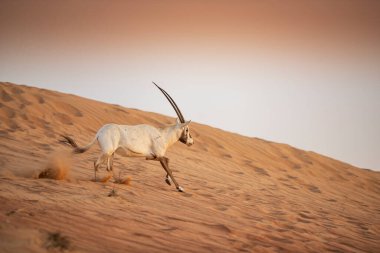 Arap antilobu, Dubai, Birleşik Arap Emirlikleri 'nin kızıl kumlu çöl koruma alanında.