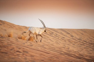 Arap antilobu, Dubai, Birleşik Arap Emirlikleri 'nin kızıl kumlu çöl koruma alanında.