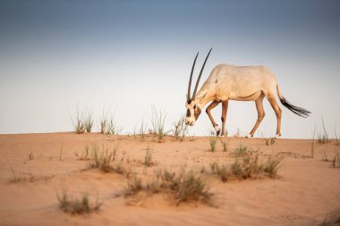 Arap antilobu, Dubai, Birleşik Arap Emirlikleri 'nin kızıl kumlu çöl koruma alanında.