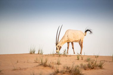 Arap antilobu, Dubai, Birleşik Arap Emirlikleri 'nin kızıl kumlu çöl koruma alanında.