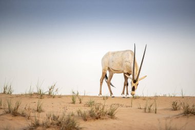 Arap antilobu, Dubai, Birleşik Arap Emirlikleri 'nin kızıl kumlu çöl koruma alanında.